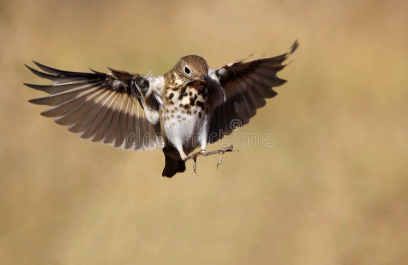 Swainson s Thrush