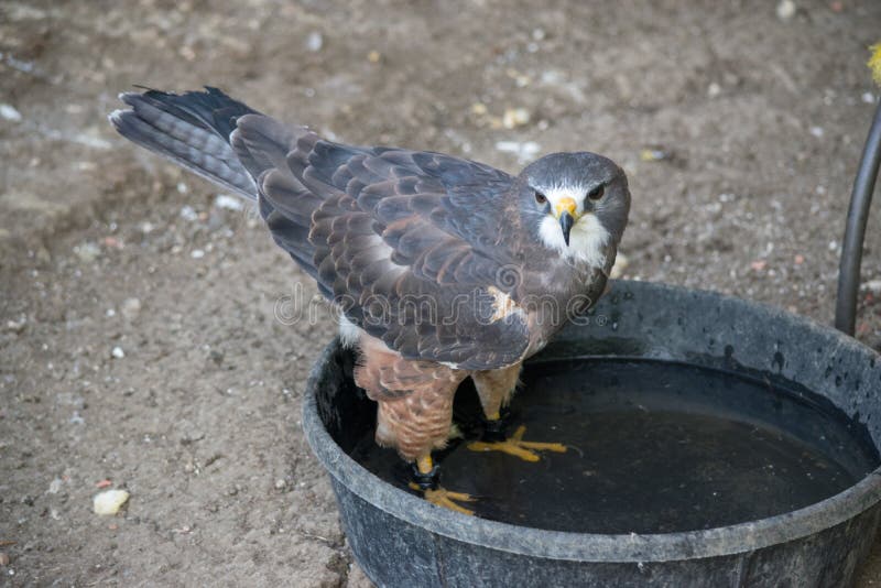 Swainson&#x27;s Hawk &#x28;buteo swainsoni&#x29; is a large Buteo hawk of the Falconiformes found in the America. Swainson&#x27;s Hawk &#x28;buteo swainsoni&#x29; is a large Buteo hawk of the Falconiformes found in the America.