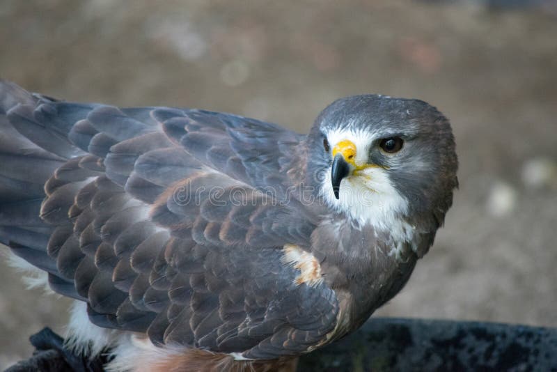 Swainson&#x27;s Hawk &#x28;buteo swainsoni&#x29; is a large Buteo hawk of the Falconiformes found in the America. Swainson&#x27;s Hawk &#x28;buteo swainsoni&#x29; is a large Buteo hawk of the Falconiformes found in the America.