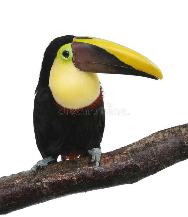 Swainsonii della Castagna-mandibled Toucan - di Ramphastos fotografie stock libere da diritti Swainsonii della Castagna-mandibled Toucan - di Ramphastos fotografie stock libere da diritti