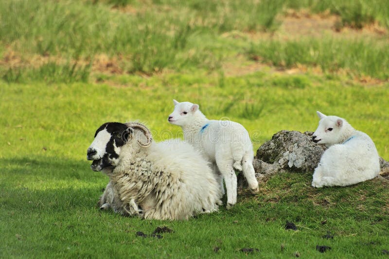 Swaledale Ewe sheep, and twins