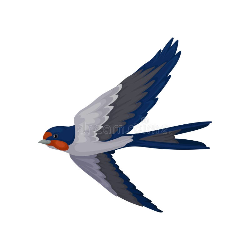 Swallow bird flying, bird with red plumage around the beak and dark blue wings vector Illustration on a white background