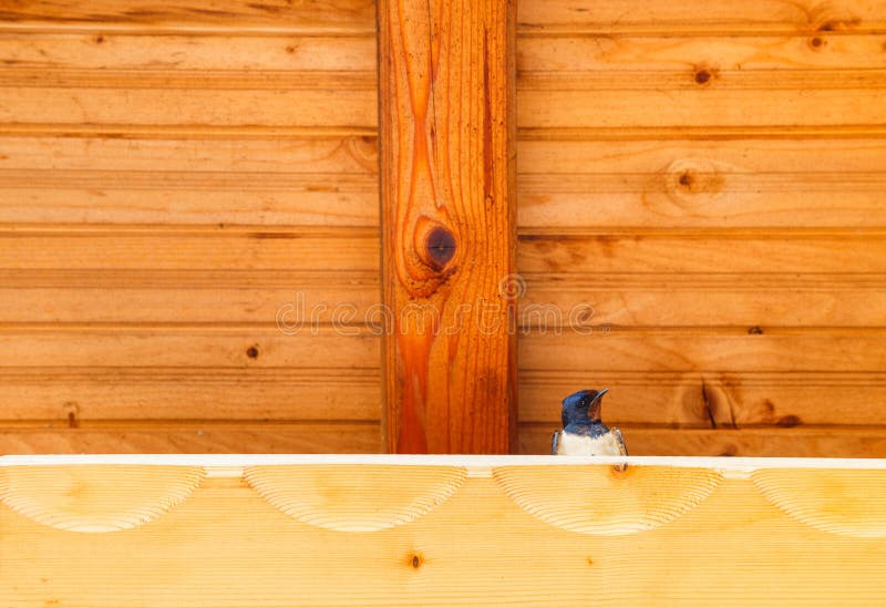 Swallow bird under a wooden shelter