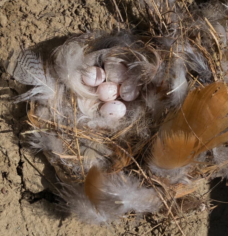 Martin Eggs Stock Photos Free & RoyaltyFree Stock Photos from Dreamstime