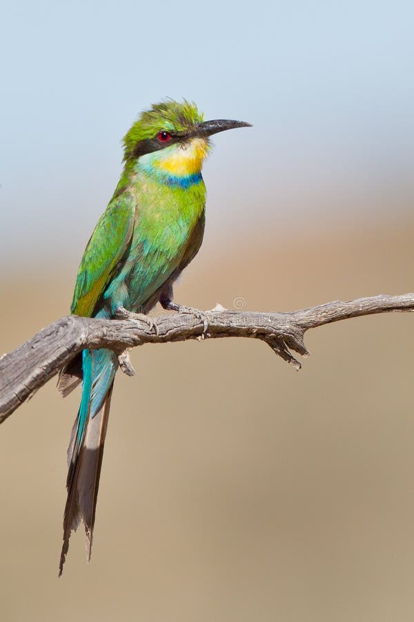 Swallow-tailed bee-eater