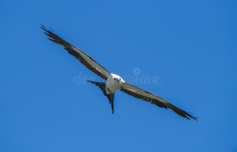 Swallow tailed kite - Elanoides forficatus - in flight with mouth open at camera with blue sky background in North Florida