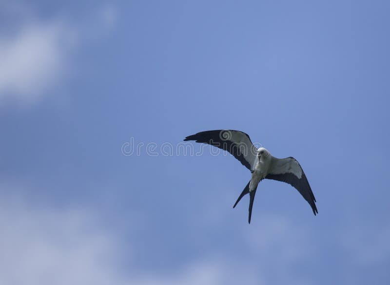 Swallow-tailed Kite in flight