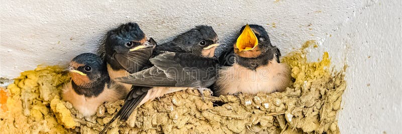 Swallows, babies