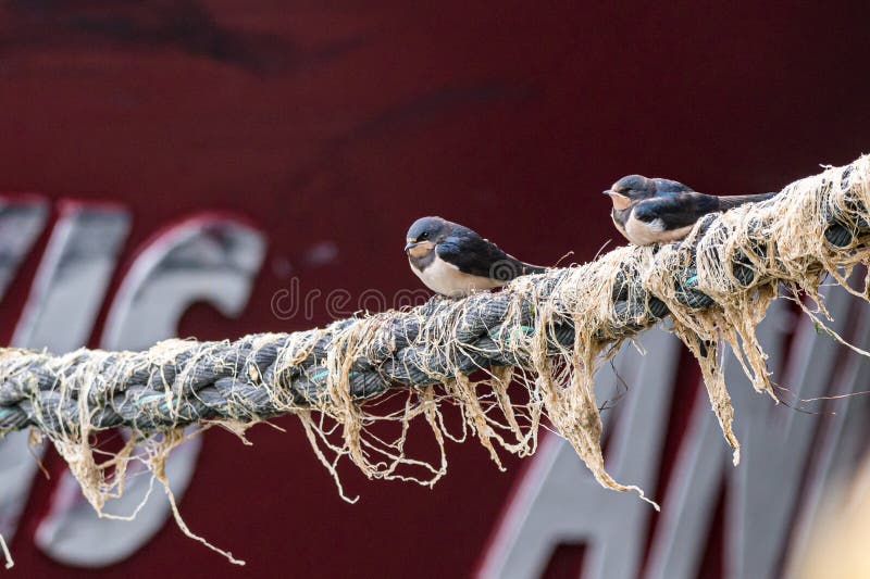 Swallows perched on boat mooring ropes royalty free stock images