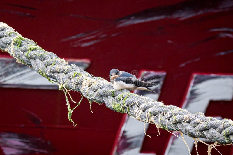 Swallows perched on boat mooring ropes stock images