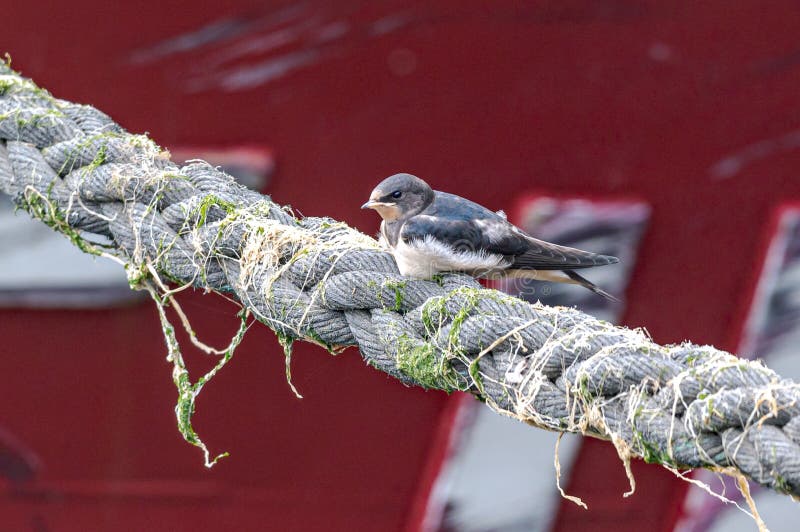 Swallows perched on boat mooring ropes royalty free stock photos