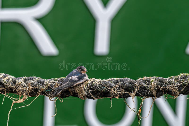 Swallows perched on boat mooring ropes stock photos