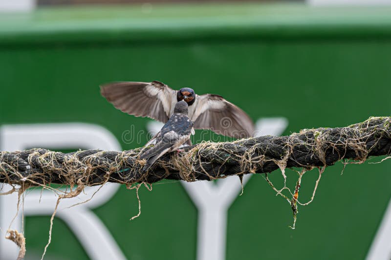 Swallows perched on boat mooring ropes stock photo