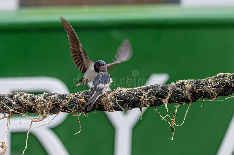Swallows perched on boat mooring ropes stock photos