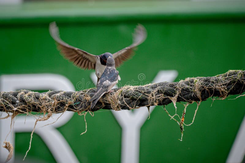 Swallows perched on boat mooring ropes stock images