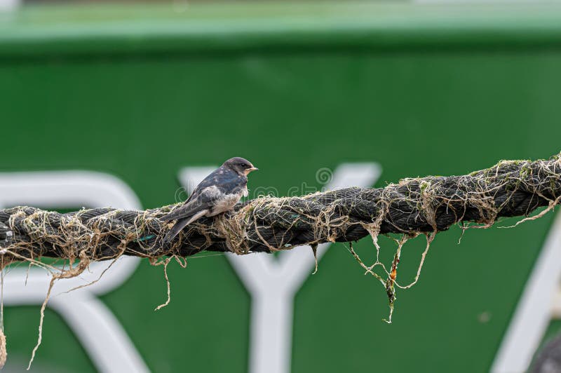 Swallows perched on boat mooring ropes royalty free stock photos