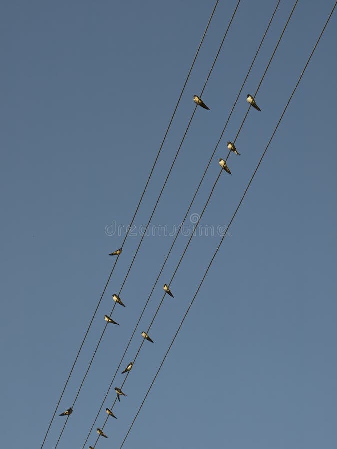 Swallows on power lines