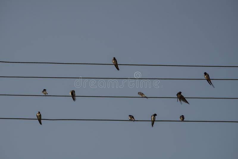 Swallows are sitting on the electrical wire, blue sky background. Small birds resting. Estonian national bird.