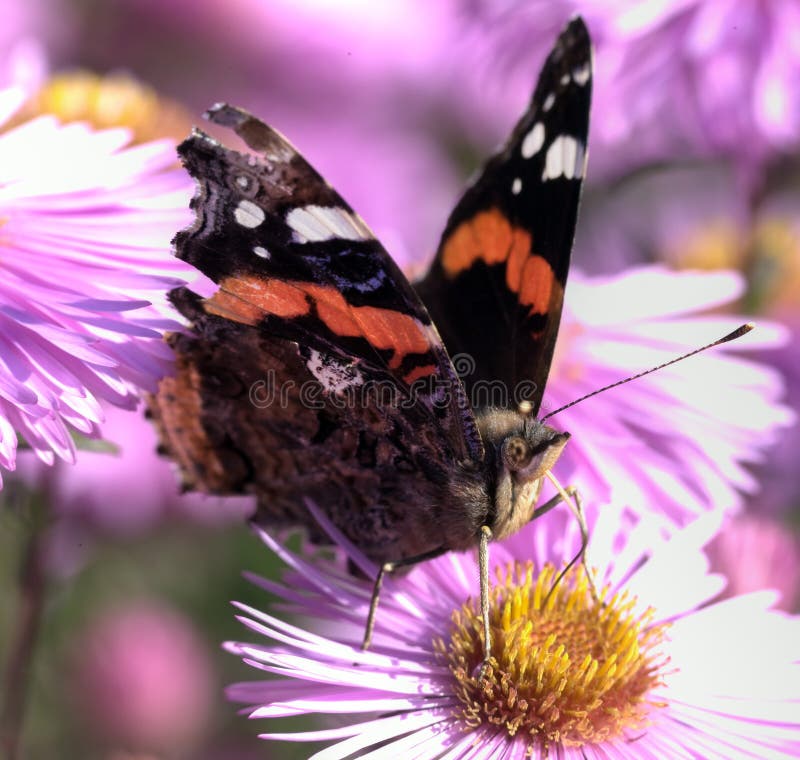 Swallowtail