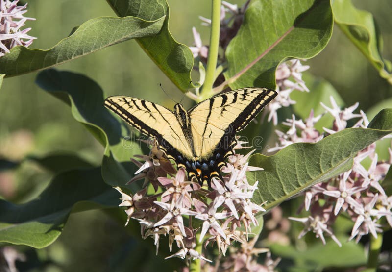 Swallowtail black and yellow tiger butterfly on blooming showy milkweed flower bush royalty free stock photos Swallowtail black and yellow tiger butterfly on blooming showy milkweed flower bush royalty free stock photos