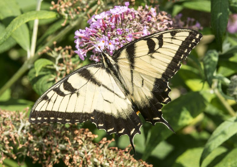 Swallowtail Butterflies on Flower Stock Photo Image of beauty