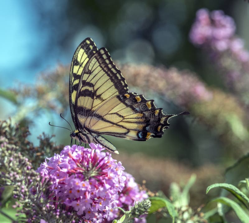 Swallowtail butterflies are in the family Papilionidae