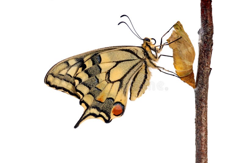 Macro of a Swallowtail butterfly (Papilio machaon) newly hatched and sitting on the empty chrysalis