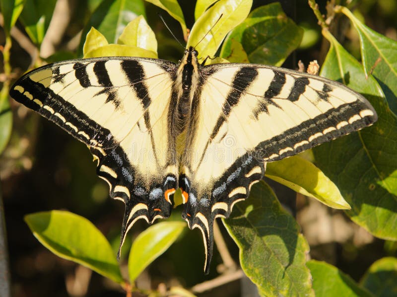 Closeup of a Western Tiger Swallowtail butterfly with it's wings spread open