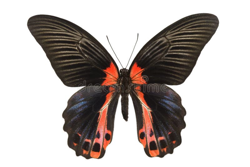 Swallowtail butterfly (Pachliopta Aristolochia Sapienta) originating from Sumba Island, Indonesia