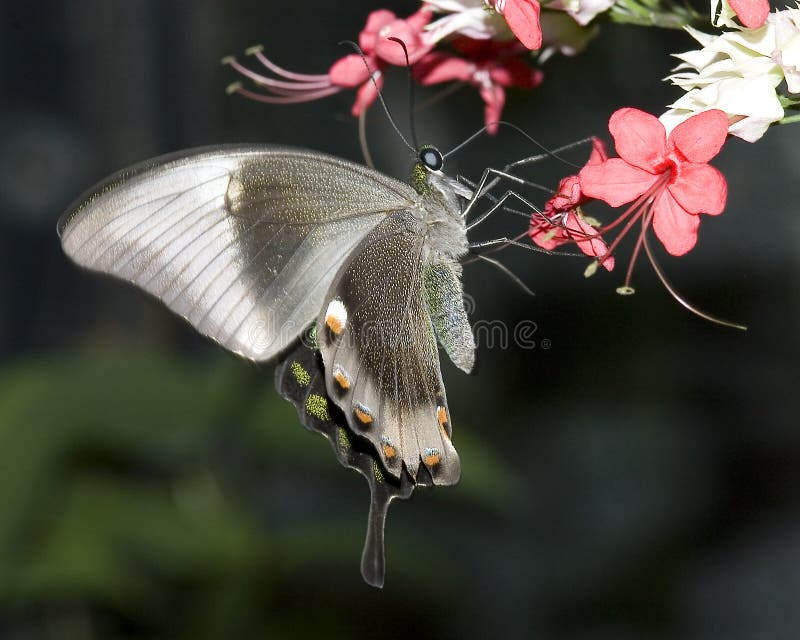 This image of a swallowtail butterfly eating from tropical plant was taken in Grand Cayman, BWI. I have no species ID for this butterfly.