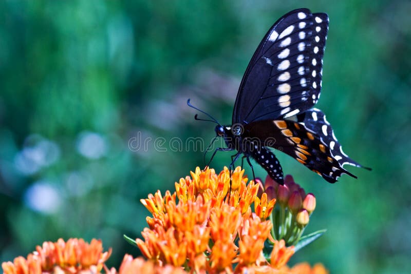 Swallowtail butterfly feeding on Butterfly Weed with extreme shallow DOF.