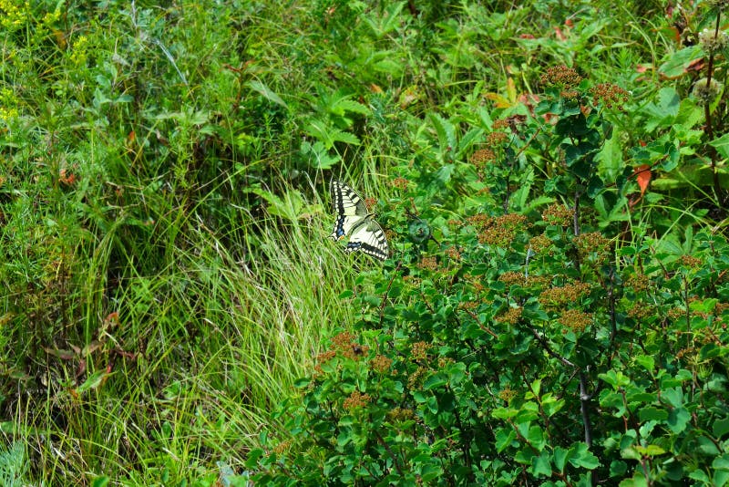 Swallowtail butterfly in Altai mountains. altitude Alpine meadow with beautiful flying butterflies