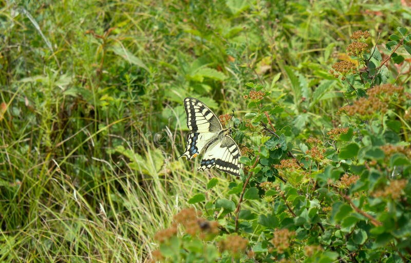 Swallowtail butterfly in Altai mountains. altitude Alpine meadow with beautiful flying butterflies