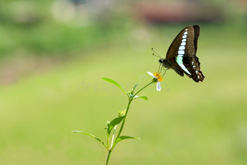 Swallowtail butterfly (Graphium sarpedon connectens, Papilionidae). Swallowtail butterfly (Graphium sarpedon connectens, Papilionidae)