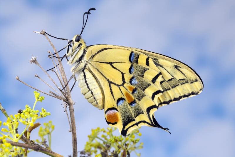 Swallowtail Butterfly stock image. Image of wings, false