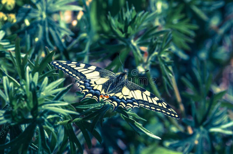 Swallowtail butterfly