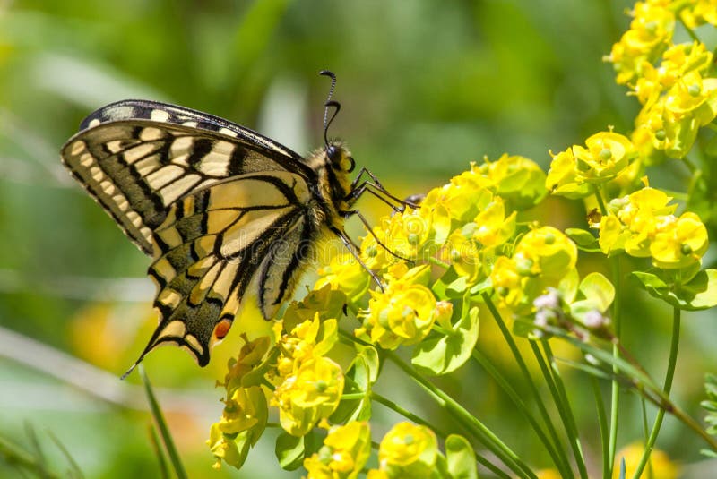 Swallowtail butterfly