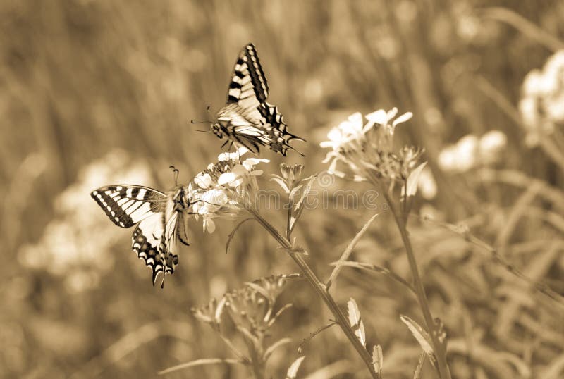 Swallowtail butterfly