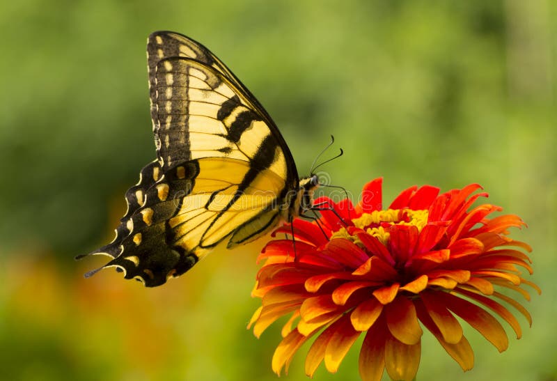 Yellow swallowtail butterfly (Papilionidae) feeding on nectar from a flower, against green background. Yellow swallowtail butterfly (Papilionidae) feeding on nectar from a flower, against green background.