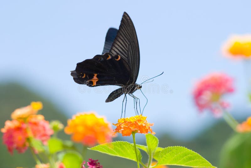 Big black swallowtail butterfly flying under blue sky, feeding on flowers