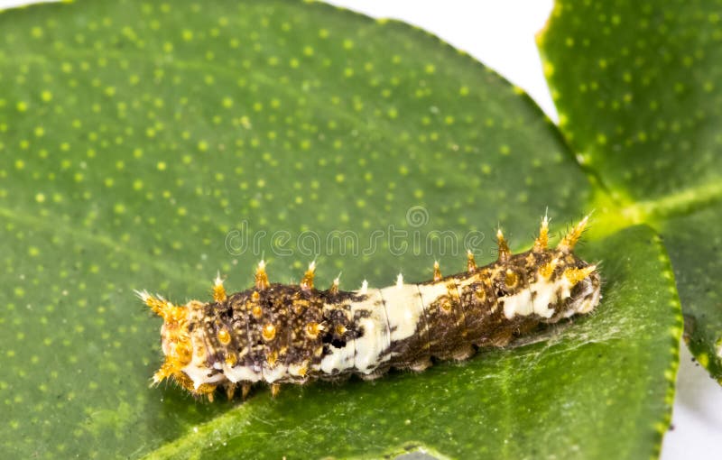 Swallowtail butterfly larva closeup, early instar royalty free stock photo