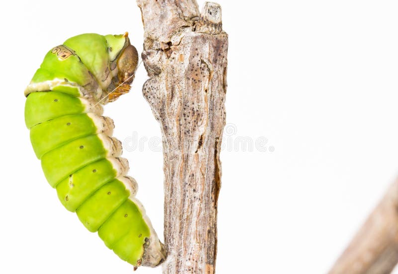 Swallowtail butterfly larva closeup, late instar royalty free stock image