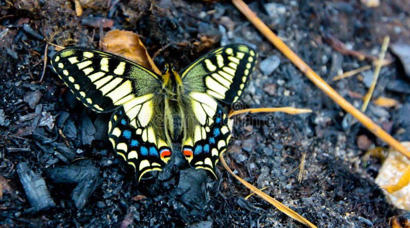 Swallowtail butterfly in spring royalty free stock photos Swallowtail butterfly in spring royalty free stock photos