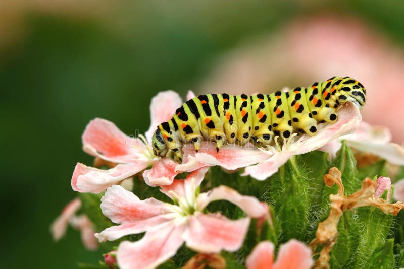 Swallowtail caterpillar