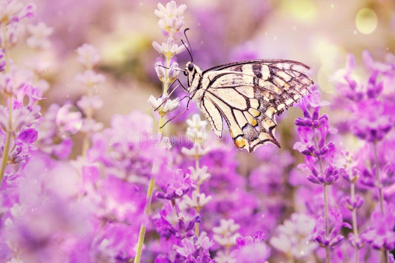 Swallowtail för gammal värld fjäril - Papilio machaon, härlig kulör iconic fjäril från europeiska ängar och grässlättar på lave royaltyfria foton Swallowtail för gammal värld fjäril - Papilio machaon, härlig kulör iconic fjäril från europeiska ängar och grässlättar på lave royaltyfria foton