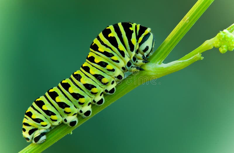 This is a black swallowtail larva on a celery stem.