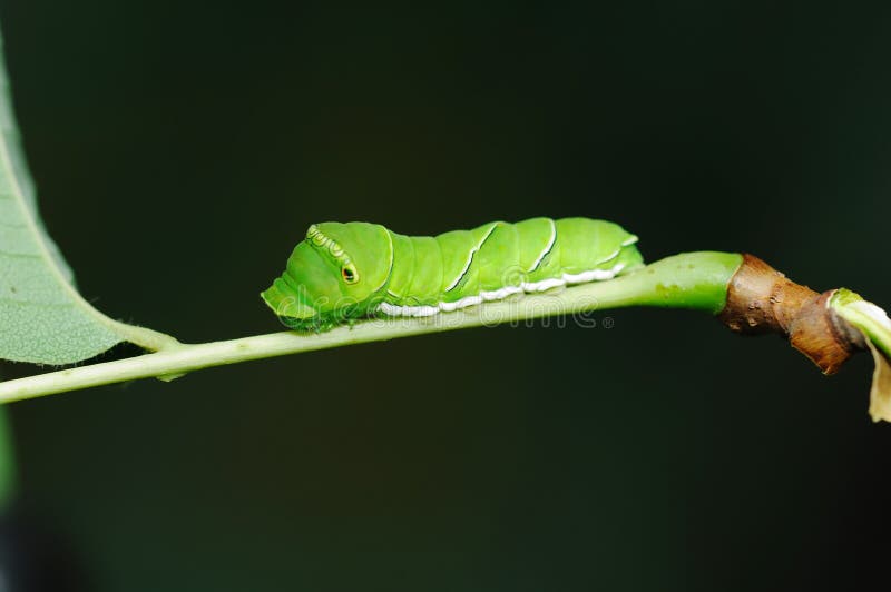 The swallowtail larva on branch in black background.