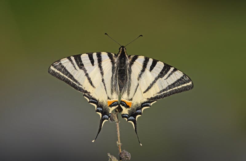Swallowtail limitato fotografie stock Swallowtail limitato fotografie stock