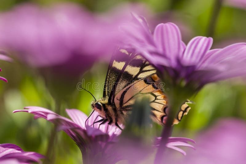 Swallowtail motyl w purpurowym stokrotki polu obrazy stock Swallowtail motyl w purpurowym stokrotki polu obrazy stock
