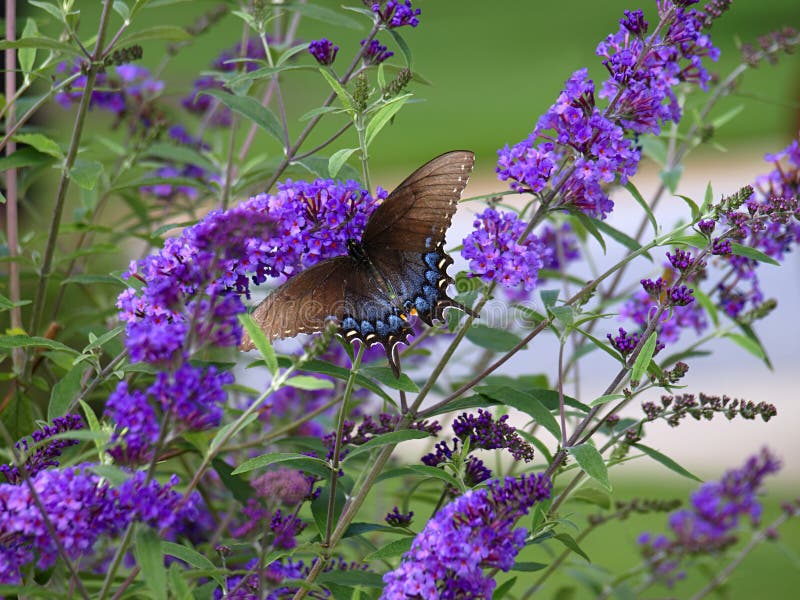 Swallowtail Na Motyli Bush